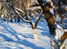 Подготовка плодовых деревьев к зиме