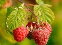 Ежевика и другие рубусы