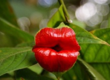 Цветок - поцелуй