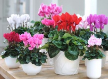 Комнатные альпийские фиалки