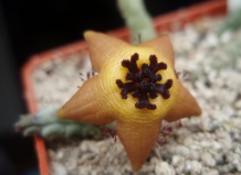 Некоторые суккуленты из семейства ластовневых