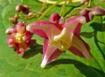 Горянка - многолетник номер один 2014 года