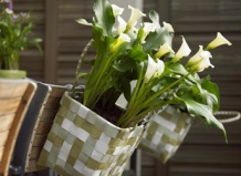 Летние луковичные просят посадки