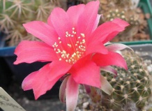 Видовые названия рода Лобивия