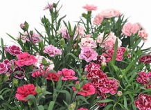 Гвоздики в саду – рюшевое настроение