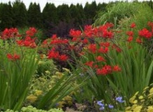 Крокосмия – цветущая находка для позднего лета