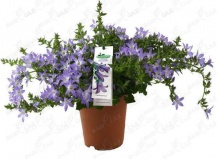 12 лучших цветущих растений к 1 сентября