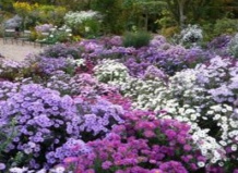 Лучшие астры для экстремальных условий произрастания