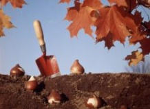 Новинки луковичных цветов – осенью готовимся к цветущей весне