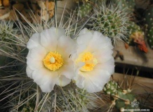 Нововведения в систематику рода Tephrocactus