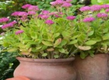 Скромный очиток