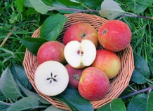 Спасаем урожай яблок горячей водой