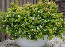 Абелия – долгоцветущий кустарник для дома и сада