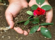 Осенняя посадка роз