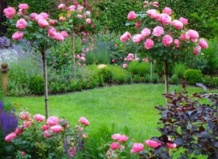 Штамбовые деревца в дизайне сада