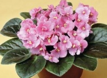 Когда не цветет узамбарская фиалка