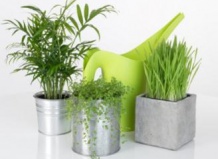 Правильный полив комнатных цветов