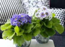 Растение февраля 2015: примула обконика