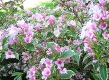 Топ-10 красивоцветущих кустарников 