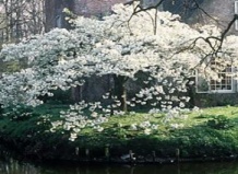 Семейное дерево для небольшого сада 