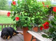 Весна на подоконнике