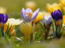 Весенние улыбки крокусов