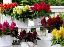 Комнатная целозия – нарядное украшение