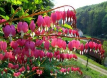 Разбитое сердце – экзотические цветы на балконе и террасе