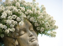 Лобулярия – цветочные облака на балконе