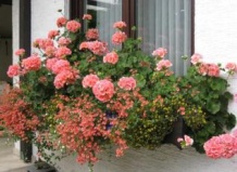 Балконный сад: как распознать недостаток питательных веществ