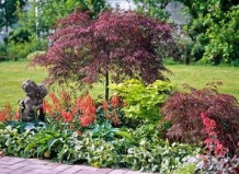 Японский клен в вашем саду