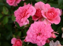 Розы в миниатюре