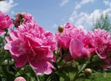 Время сказочных пионов