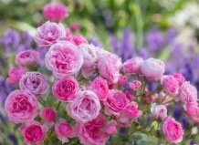 Розы флорибунда на все случаи жизни