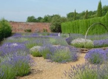 Английская любовь к лаванде
