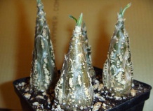 Суккуленты семейства Тыквенные: цефалопетандра и кокциния