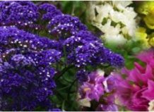 Статице или морская лаванда 