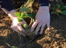 Время сажать клубнику