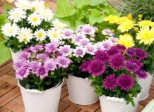 Звездный час капской маргаритки 