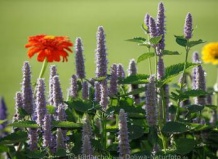 Многоколосник – звезда августовского лета