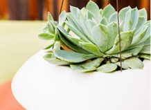 30 идей для суккулентов в контейнерах