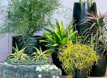 30 идей для суккулентов в контейнерах