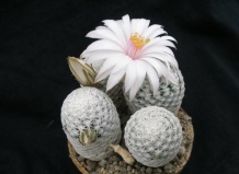 «Снежные королевы» рода Маммилярия. Часть 1