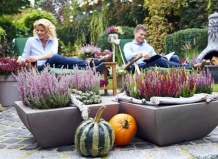 Осенние вариации на тему вереска