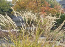 Декоративные злаки – звезды осенних цветников