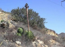 Место произрастания и специфика семейства Фукьериевые. Род Идрия 