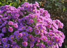 Астры осенние россыпью звездной землю покрыли…