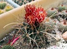 На грани жизни и смерти. Часть I. Род склерокактус