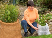 10 важных моментов по защите кадочных растений от морозов