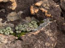 Конофитумы в природе: особенности произрастания. Часть 2